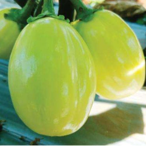 Technisem African Eggplant Djamba F1 (5g)