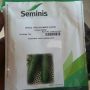Seminis Cucumber Darina F1 Seed