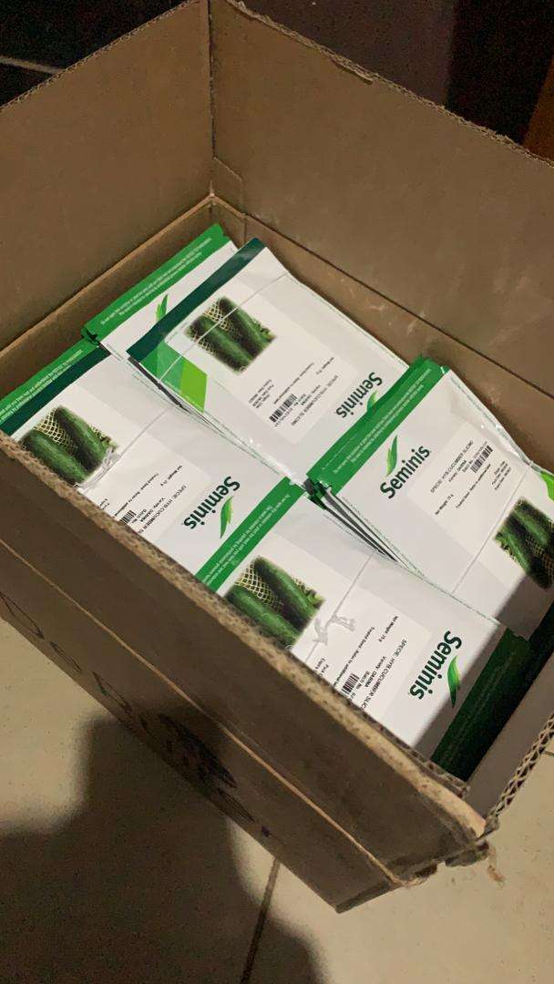 Seminis Cucumber Darina F1 Seed | 25g - Image 2