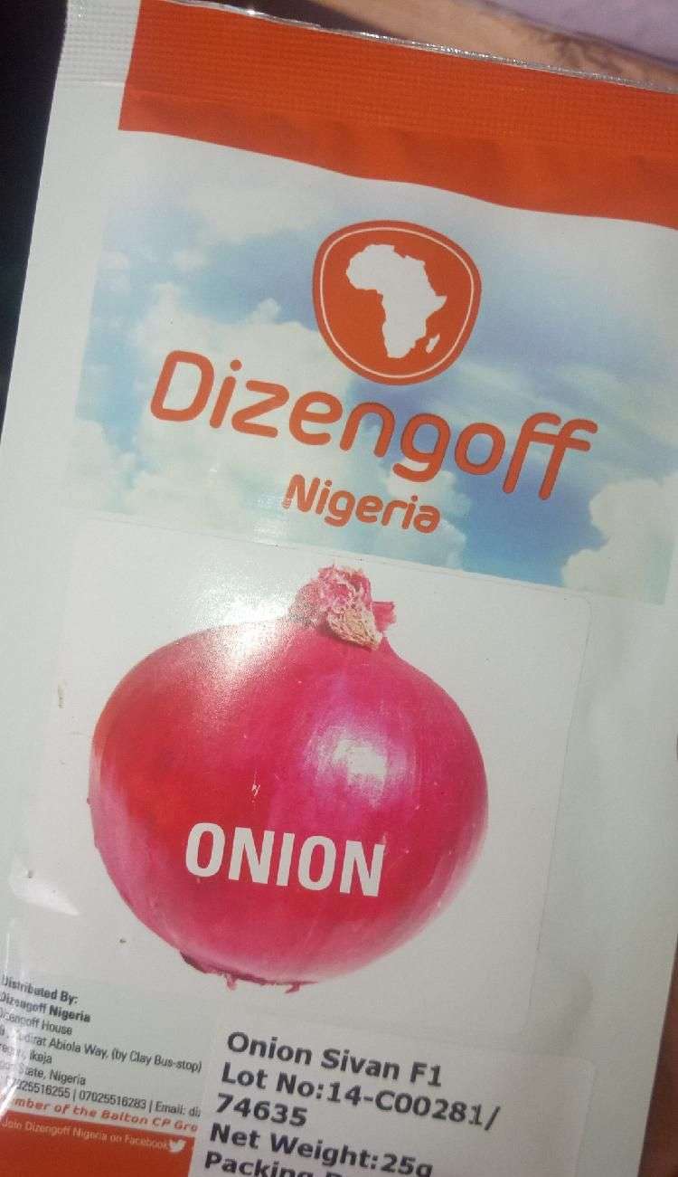 Dizengoff Onion Sivan F1 Seeds | 25g - Image 2