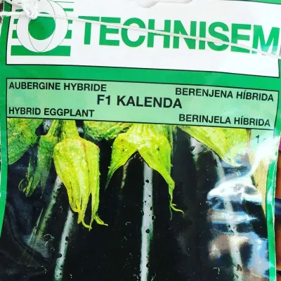Kalenda f1 Eggplant Seeds (Technisem | 1g)