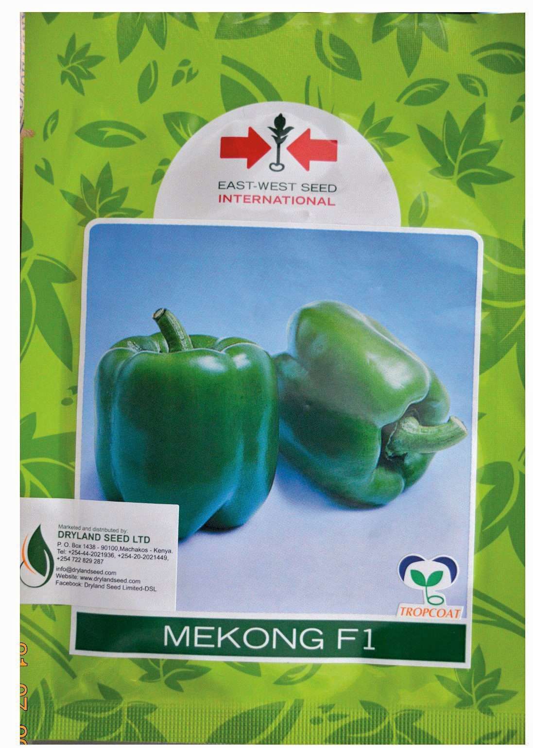 East West Mekong F1 Hybrid Green Bell Pepper Seed | 500 Seeds