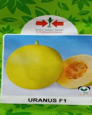 Uranus F1 Sweet Melon Seed