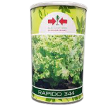 East-West Rapido (F1 Lettuce Seed)