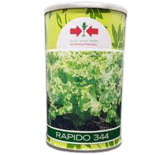 East-West Rapido F1 Lettuce Seed (50g)