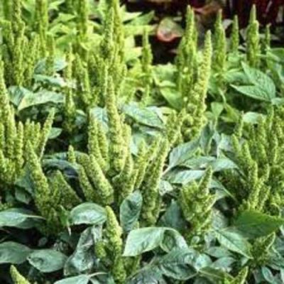 Efo Green Seeds | 1 Tin