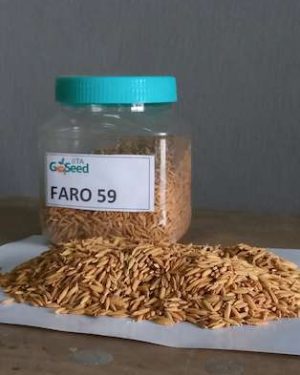 Faro 59 (NERICA 8 - Upland Variety) Rice Seeds