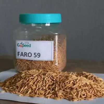 Faro 59 (NERICA 8 – Upland Variety) Rice Seeds