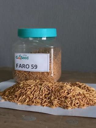 Faro 59 (NERICA 8 - Upland Variety) Rice Seeds