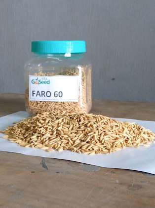 Faro 60 (NERICA L 19) Rice Seed - Image 2