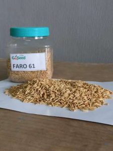 Faro 61 NERICA L 34 Rice Seeds