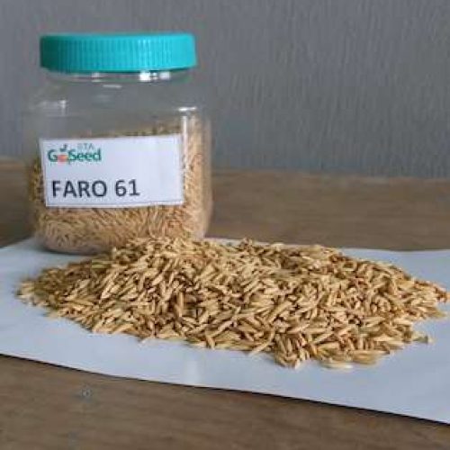 Faro 61 (NERICA L 34) Rice Seeds