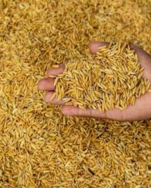 Faro 67 Rice Seeds
