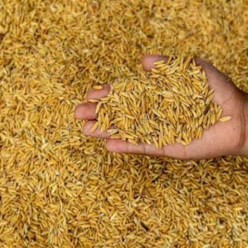 Faro 67 Rice Seeds | 25kg