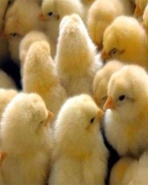 Fidan Arbor Acres Plus Day-Old Broilers | 1 Carton