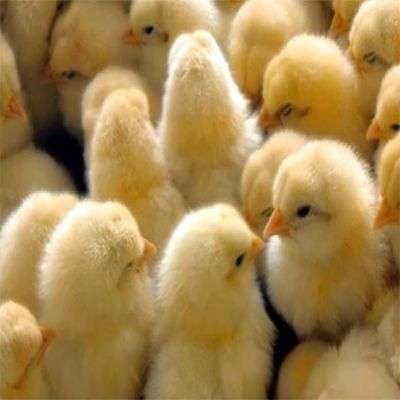 Fidan Arbor Acres Plus Day-Old Broilers | 1 Carton