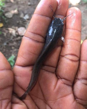 Clarias Fingerlings