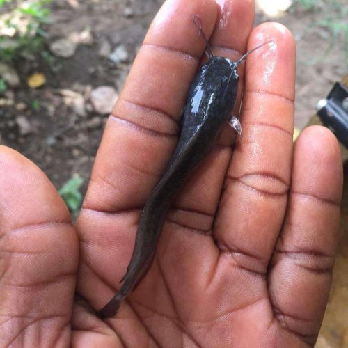 Clarias Fingerlings
