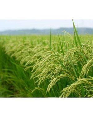 Gawal R1 Foundation seed