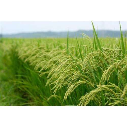 Gawal R1 Foundation seed