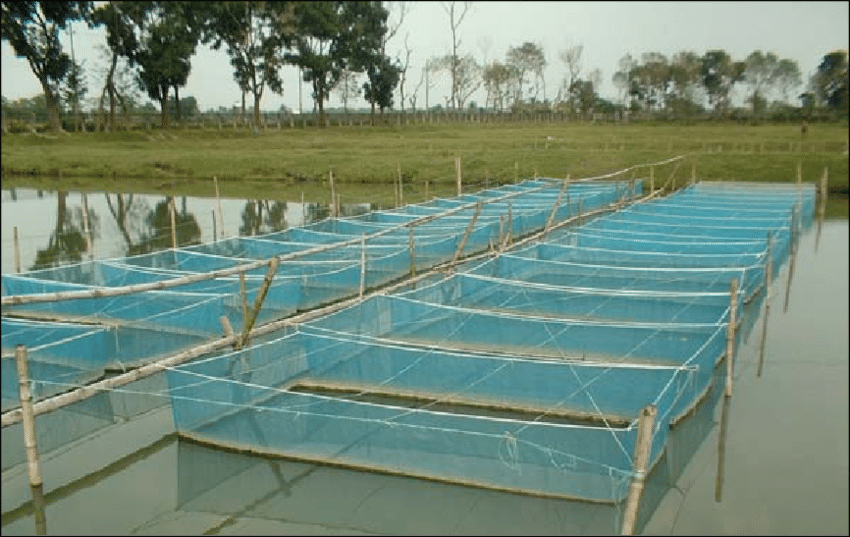 Pond Liner/Hapa Net (6ft by 6ft by 3ft | 100mesh) - Image 2