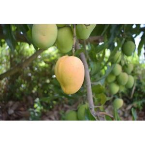 Hybrid Mango Seedling