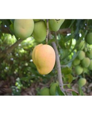 Hybrid Mango Seedling