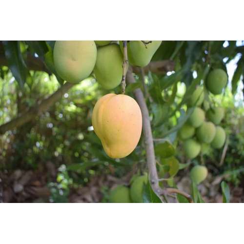 Hybrid Mango Seedling