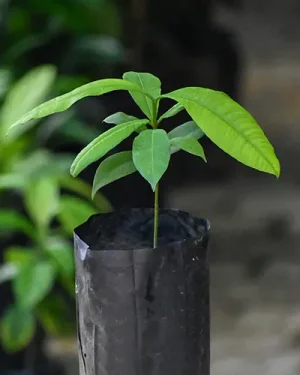 Hybrid Bitter Kola Seedling