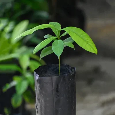 Hybrid Bitter Kola Seedling