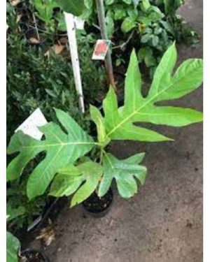Hybrid Breadfruit Seedling