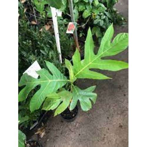 Hybrid Breadfruit Seedling