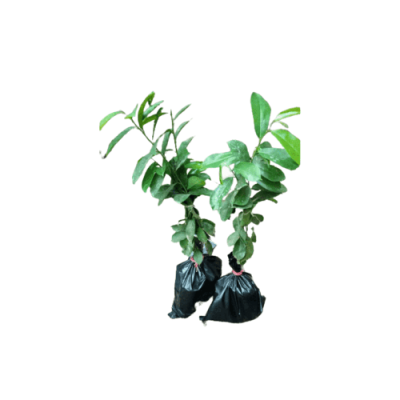 Hybrid Soursop Seedling