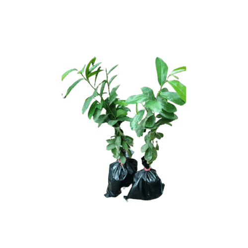 Hybrid Soursop Seedling