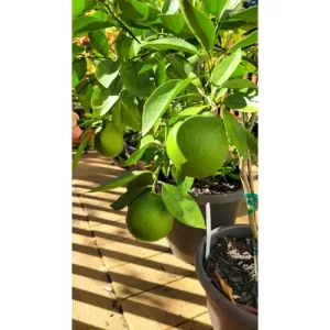 Hybrid Tangelo Seedling (MOQ:5)