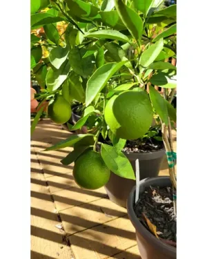 Hybrid Tangelo Seedling (MOQ:5)