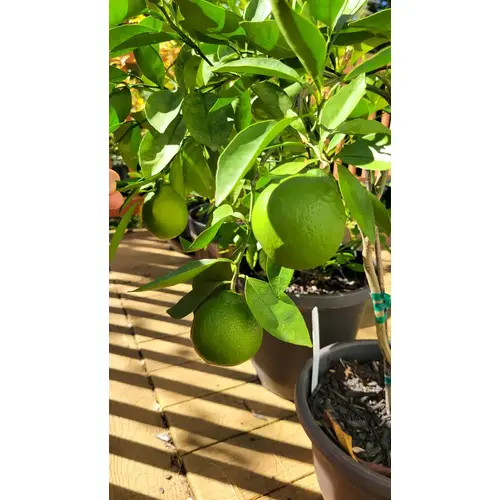 Hybrid Tangelo Seedling (MOQ:5)