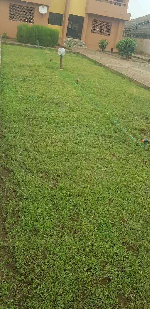 Sahara II (Bermuda Carpet Grass Seeds) | 250g - Image 2