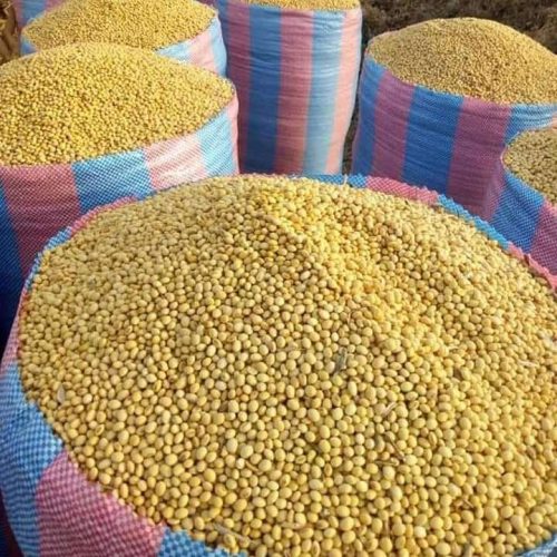 Soya Beans | 100kg