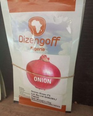 Dizengoff Onion Sivan F1 Seeds