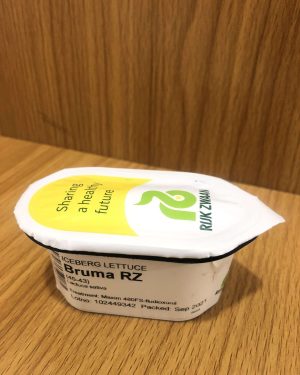 Iceberg Lettuce - Bruma RZ