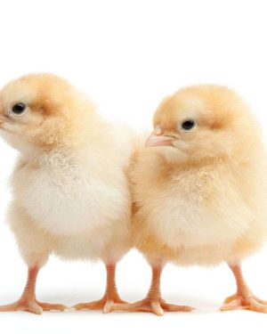 Yammfy Day Old Broiler (Arbor Acres) | 1 Carton