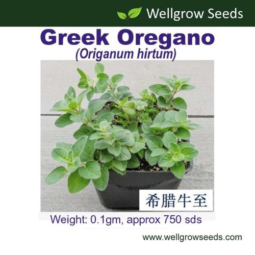 Wellgrow Greek Oregano (750 Seeds)