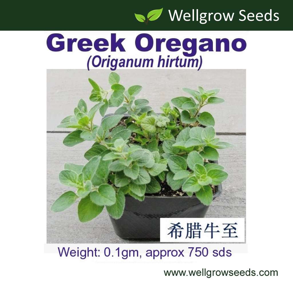 Wellgrow Greek Oregano (750 Seeds)