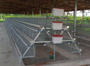 3-Tier Imported Battery Cage (96 Layers)