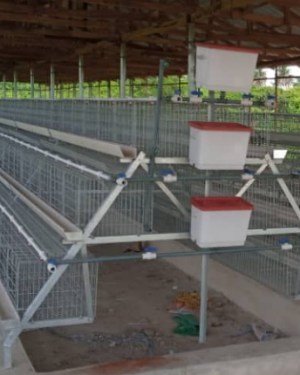 3-Tier Imported Battery Cage (96 Layers)