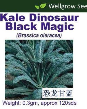 Kale Dinosaur Black Magic (Brassica Oleracea)