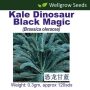 Kale Dinosaur Black Magic (Brassica Oleracea)