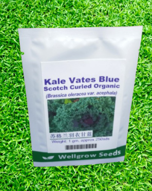 Kale Vates Blue Scotch Curled