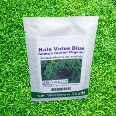 Kale Vates Blue Scotch Curled | 1 gm (250 seeds)
